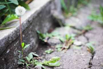 dandelion grows through a crack in the asphalt near the curb