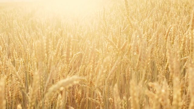 Craft beer production. Field of golden barley. Organic malt harvesting