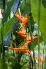 Obraz premium Close up of a red heliconia.