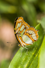 Fototapeta na wymiar Monarch butterfly on a green plant.