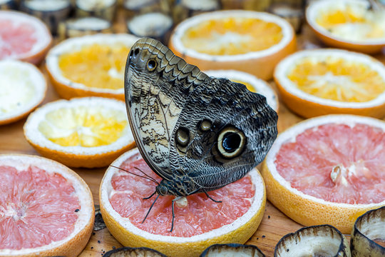 Giant Owl Butterfly Feeding On Fruit.