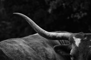 Texas Longhorn cow in black and white closeup detail of large horn.