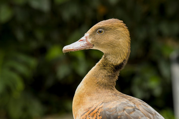 Profile of a whistling tree duck.