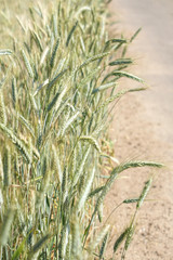 Agriculture. Ripening wheat field . Nature background