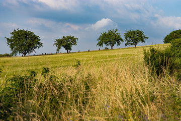 Fototapeta premium Letni krajobraz z widocznymi drzewami i polami
