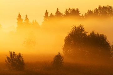 sunrise in forest