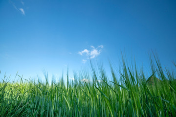 Close-up of a green wheat field in the summer