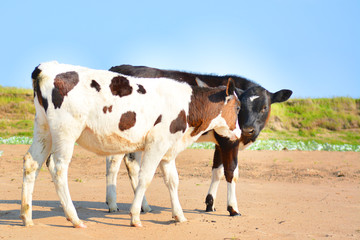 cow