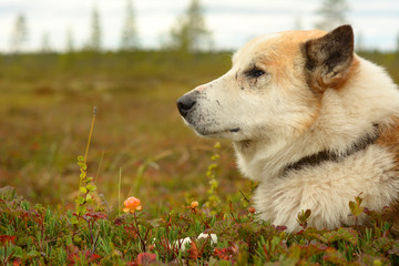 dog in the forest