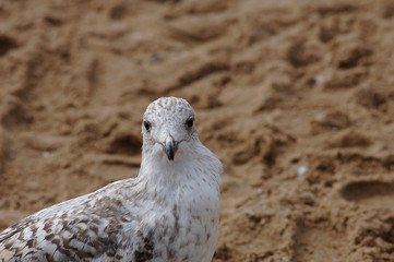 Möwe am Strand und im Flug