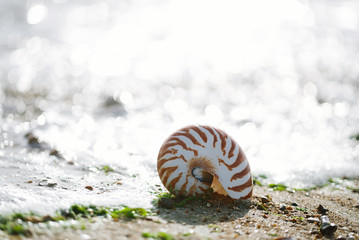  British summer  beach with nautilus pompilius sea shell