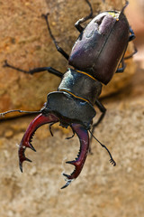 Hirschkäfer