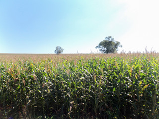 Obraz premium Plantação de milho florescendo com milho verde.