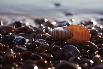  British summer  beach with nautilus pompilius sea shell