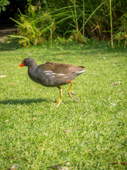 The common moorhen (Gallinula chloropus) also known as the waterhen, the swamp chicken, and as the common gallinule