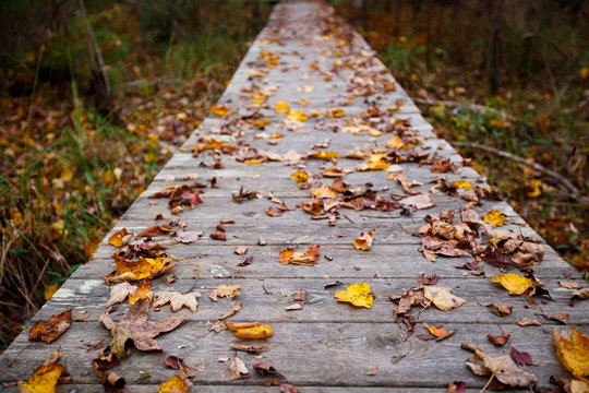 Colorful fallen leaves on a boardwalk along the Blueberry Ridge Trail in the Nags Head Woods Preserve.