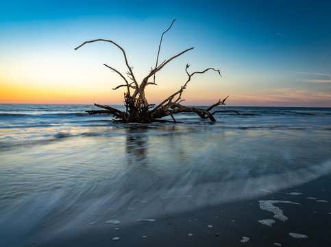 This is a color image of driftwood trees along the shore of Driftwood Beach in Jekyll Island, Georgia.