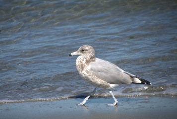 seagull on the beach