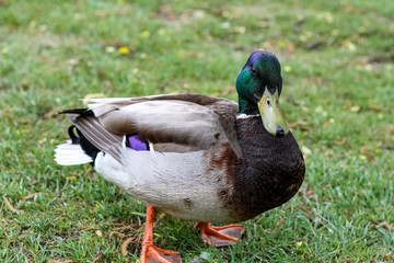 Mallard Duck