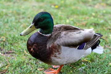 Mallard Duck