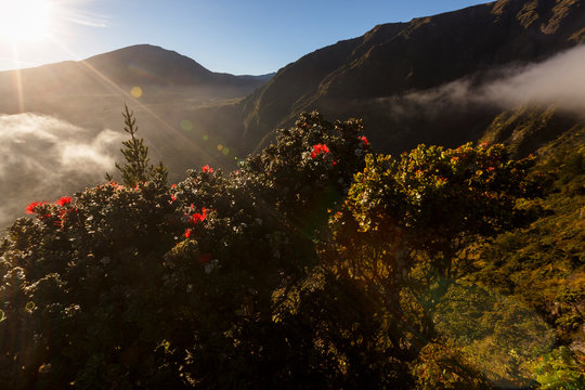 TNC Waikamoi Preserve, Maui, Hawaii, USA: