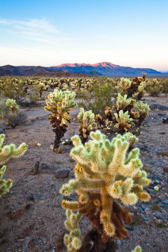 Teddy Bear Cactus or Jumping Cholla in the Pinto Basin in Joshua Tree National Park in southern California.       