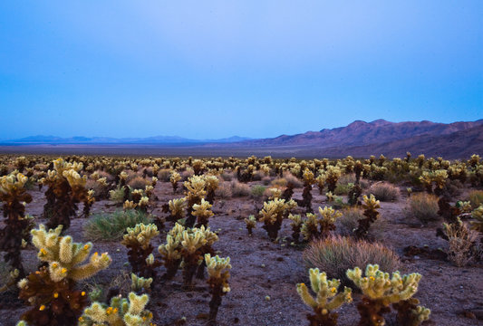 Teddy Bear Cactus or Jumping Cholla in the Pinto Basin in Joshua Tree National Park in southern California.       