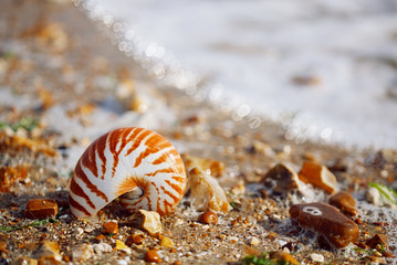  British summer  beach with nautilus pompilius sea shell