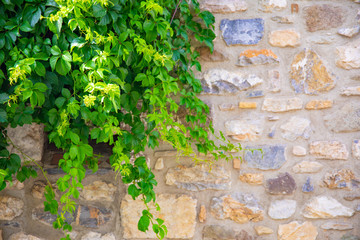 Beautiful green ivy tree or plant climbed on the wall in Bodrum city of Turkey. View of beautiful street at summer season in Bodrum town Turkey.