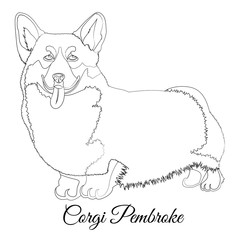 Welsh Corgi dog outline. Vector coloring