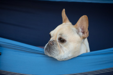 This french bulldog is sticking his head out of a hammock hanging in a tree. He is looking everywhere but at the camera.