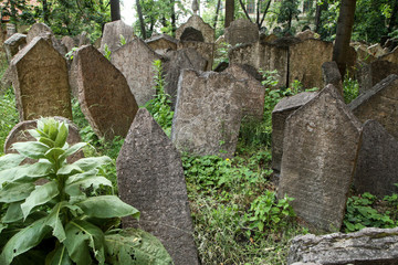 The very old jewish cemetery with a lot of shabby stone tombstones. 