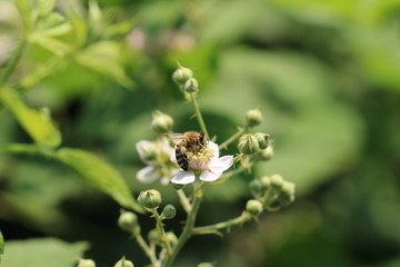 Biene auf der Blüte