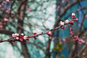 branch of a tree in spring