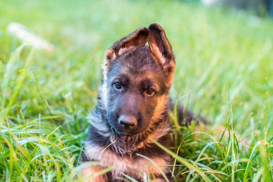 Portrait of a dog. Serious German shepherd puppy lying on the green grass and looks into the frame. Blurred background. The concept of happy Pets, a beautiful picture with an animal. Copy spase
