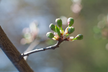 branch of a blossoming apple tree