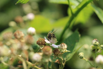Biene auf der Blüte