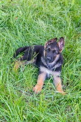Portrait of a dog. Funny little puppy German shepherd is lying in the summer on green grass and looks in a frame. Blurred background. The concept of happy Pets. Copy spase