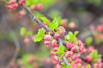 Red Japanese Plum Flowers in the park