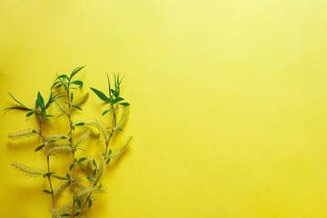 flower. Flower in garden at sunny summer or spring day. Flower for postcard beauty decoration and...