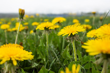 Orange  flower in garden. Flower at sunny summer or spring day. Flower for postcard beauty...