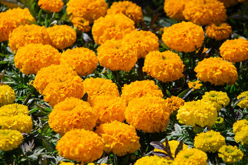 Orange yellow flower in garden. Flower at sunny summer or spring day. Flower for postcard beauty decoration and agriculture concept design. Beautiful flower in tropical garden. Colorful flower. flower