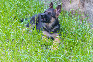 Portrait of a dog. Serious German shepherd puppy lying on green grass and grins showing teeth. Blurred background. The concept of happy Pets, a beautiful card with an animal. Copy spase