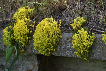 yellow Stonecrop