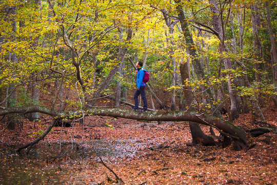 A woman walking out over a freshwater pond on a large maple trunk.