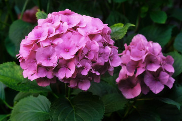 Flowering hydrangeas in the garden