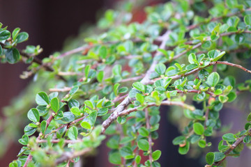 tree branches with green small leaves