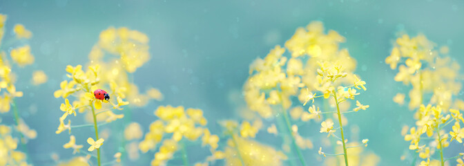 Obraz na płótnie Canvas summer background with yellow flowers and ladybug on abstract nature background, close up. blossoming rape and ladybug. summer season concept. Panoramic banner, copy space.