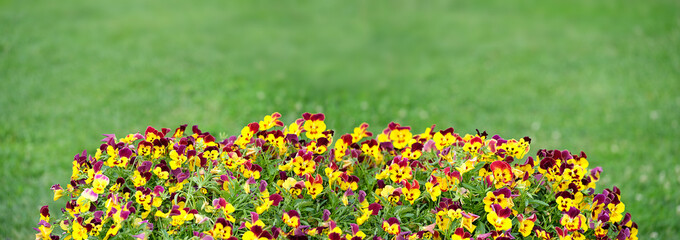 beautiful garden flowerbed with colorful viola flower. Flowering yellow-purple pansies in garden on  green background. Summer blossoming violas background. long banner. copy space