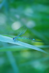 Beautiful blue dragonfly on green grass leaf. Dragonfly sitting on grass. summer season, wildlife insect. Dragonfly Lestes praemorsus close up. copy space
